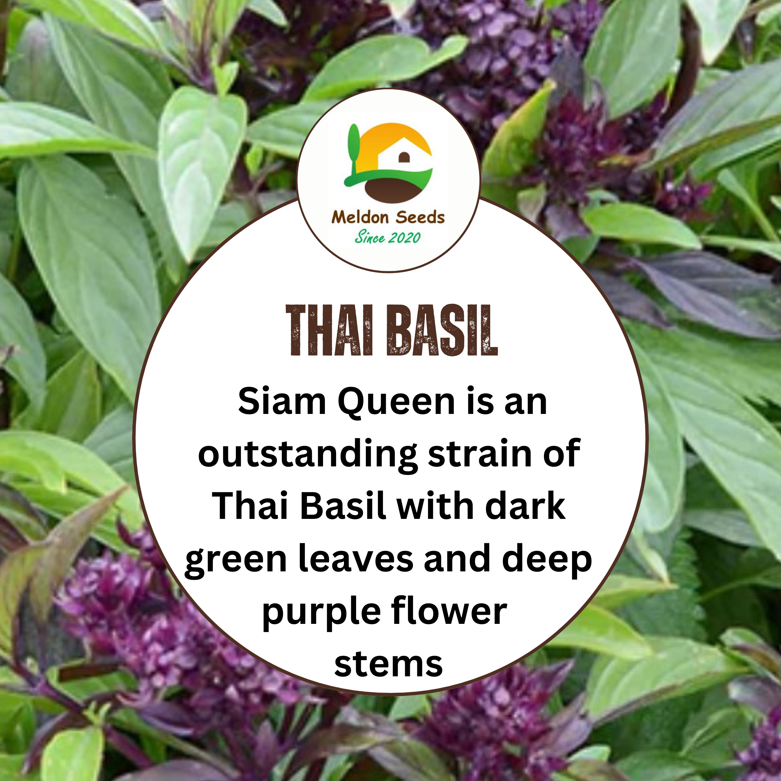 Thai Basil Seeds - 130 Fresh Siam Queen Basil Herb Seeds