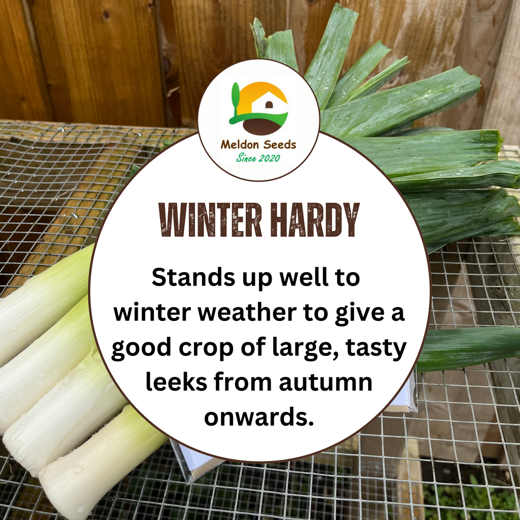 Leek Giant Winter 300 Seeds