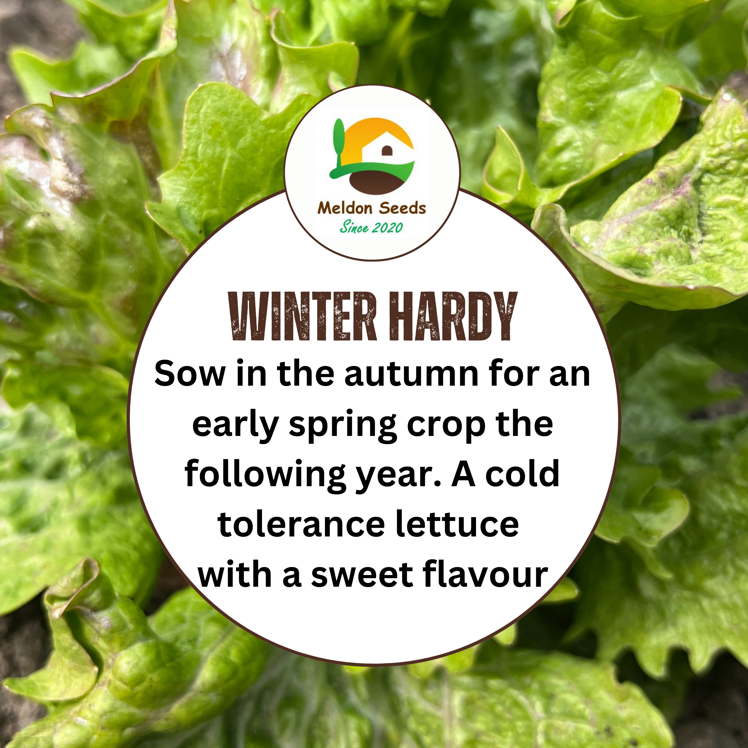 Lettuce Winter Density 400 Seeds