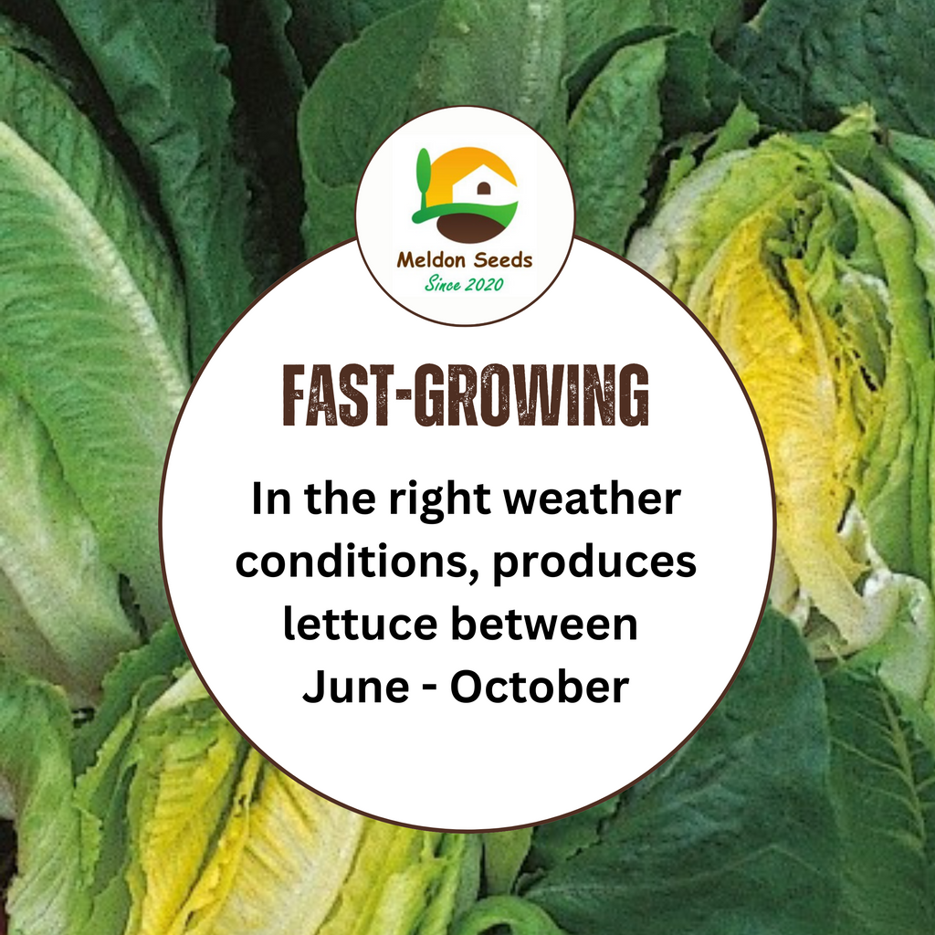 Lettuce Little Gem 500 Seeds