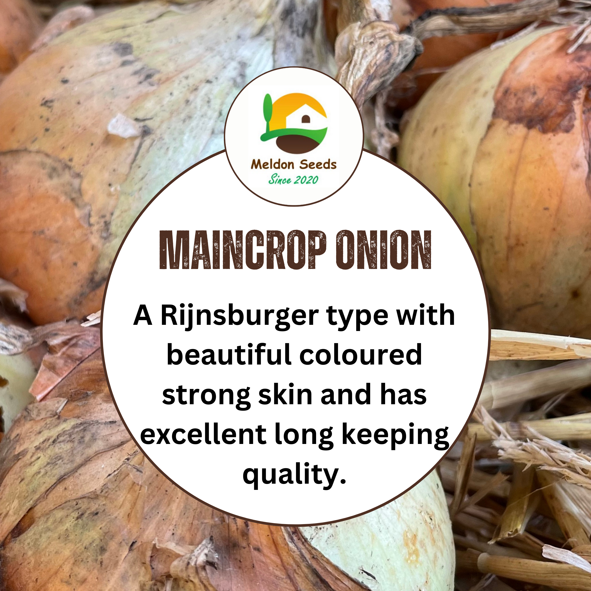 Onion Armstrong F1 140 Seeds