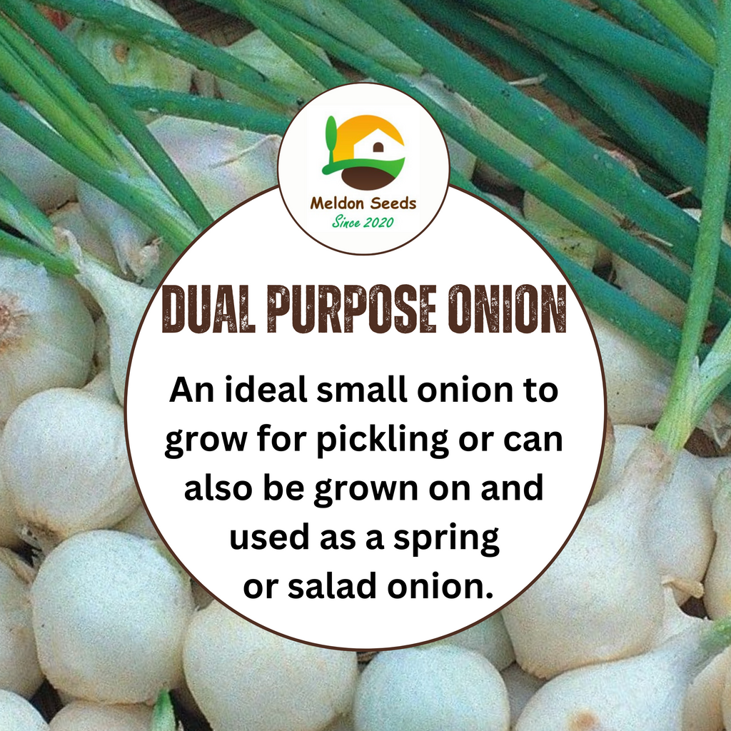 Onion Paris Silver Skin for Pickling x 200 Seeds