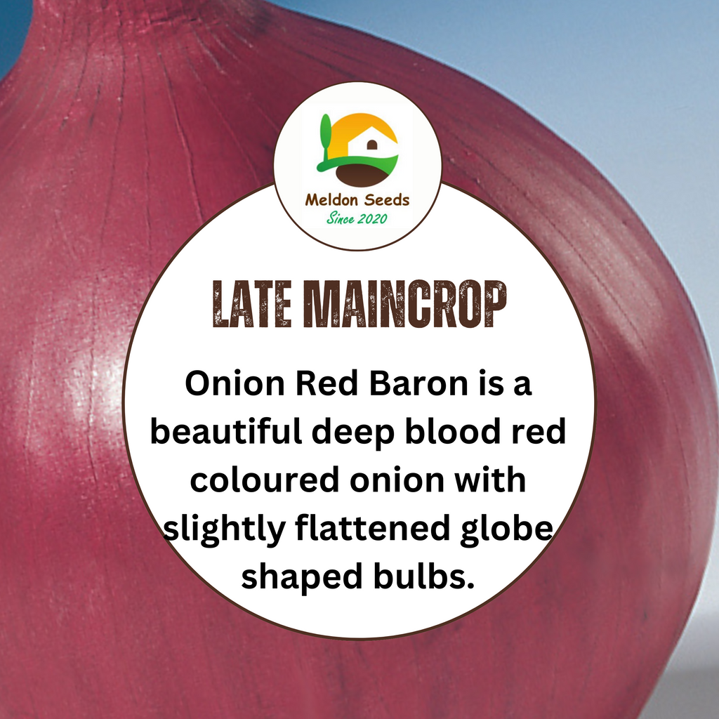 Onion Red Baron 115 Seeds