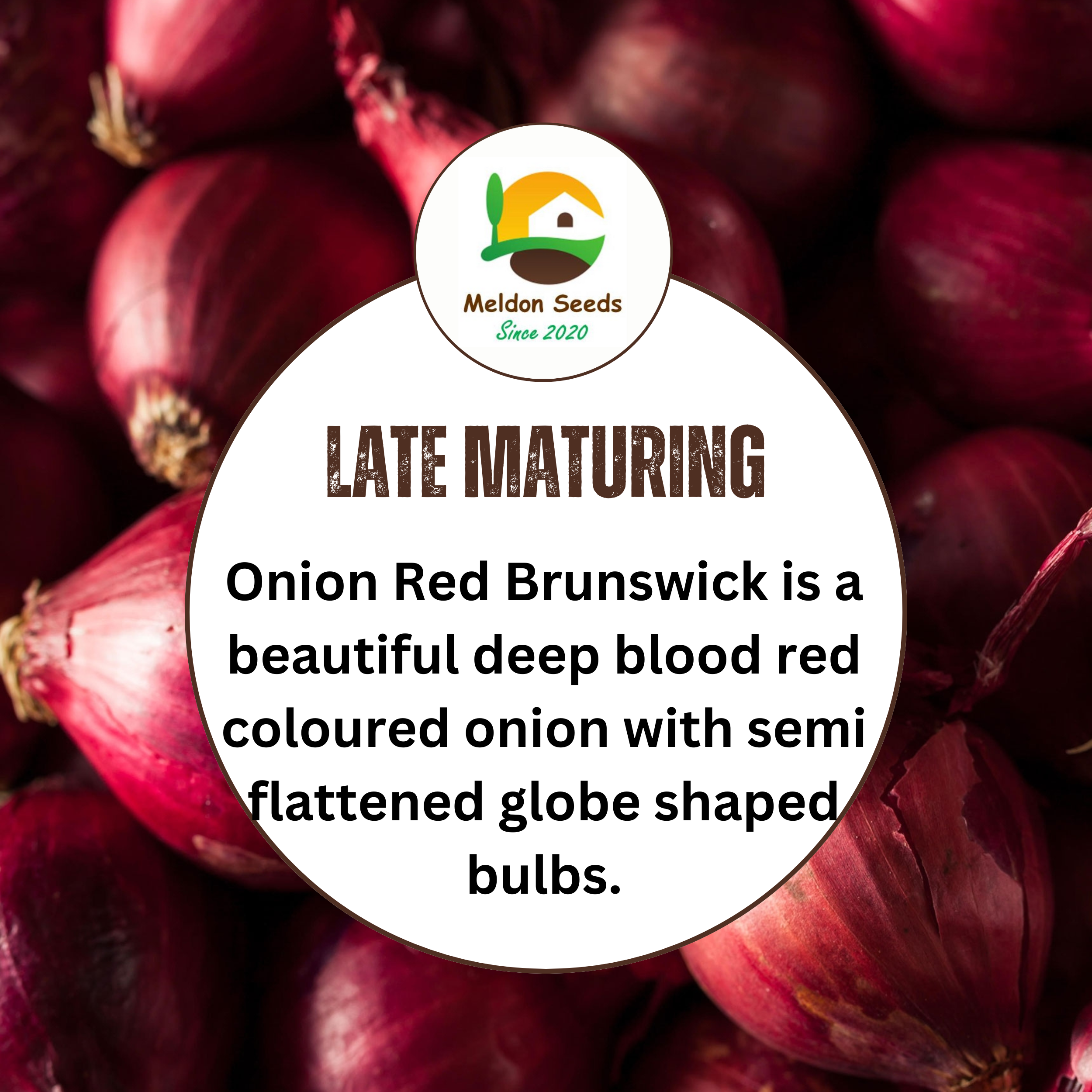 Onion Seeds Red Brunswick 200 Fresh Vegetable Seeds