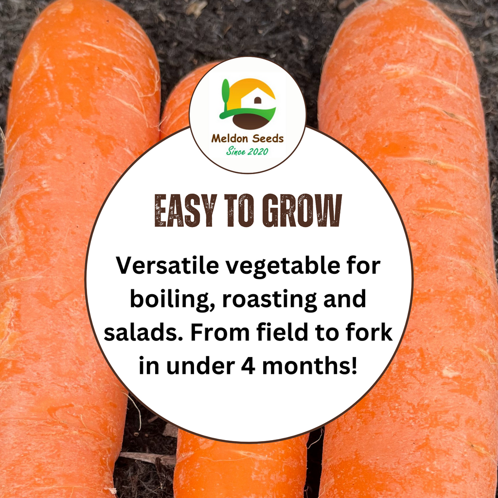 Organic Carrot Early Nantes 1000 Seeds