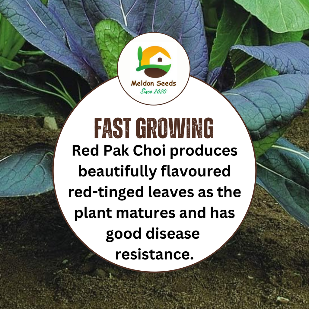 Pak Choi Seeds Red Choi F1 - 100 Fresh Seeds Bok Choy Chinese Cabbage Seeds UK