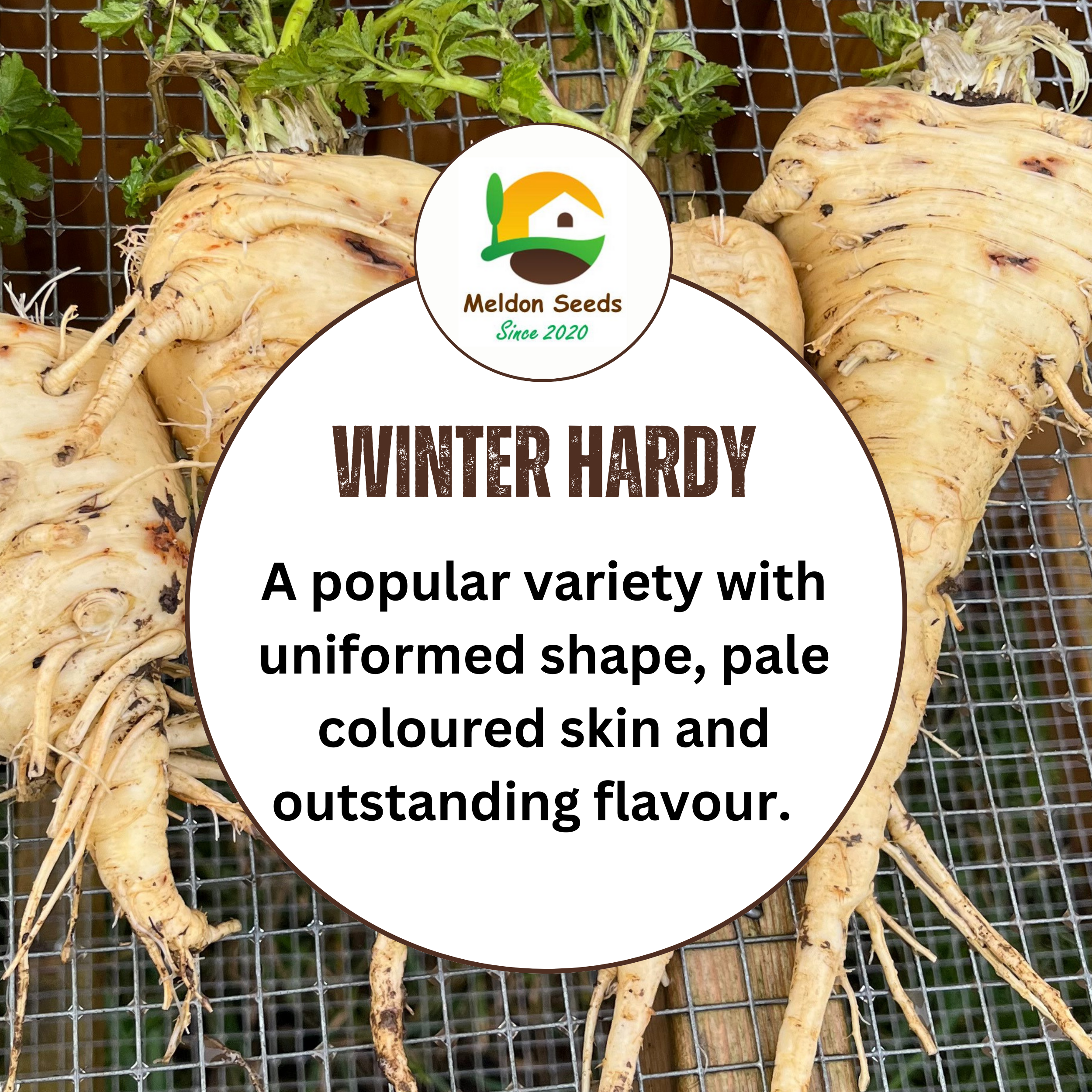 Parsnip Tender and True 400 Seeds