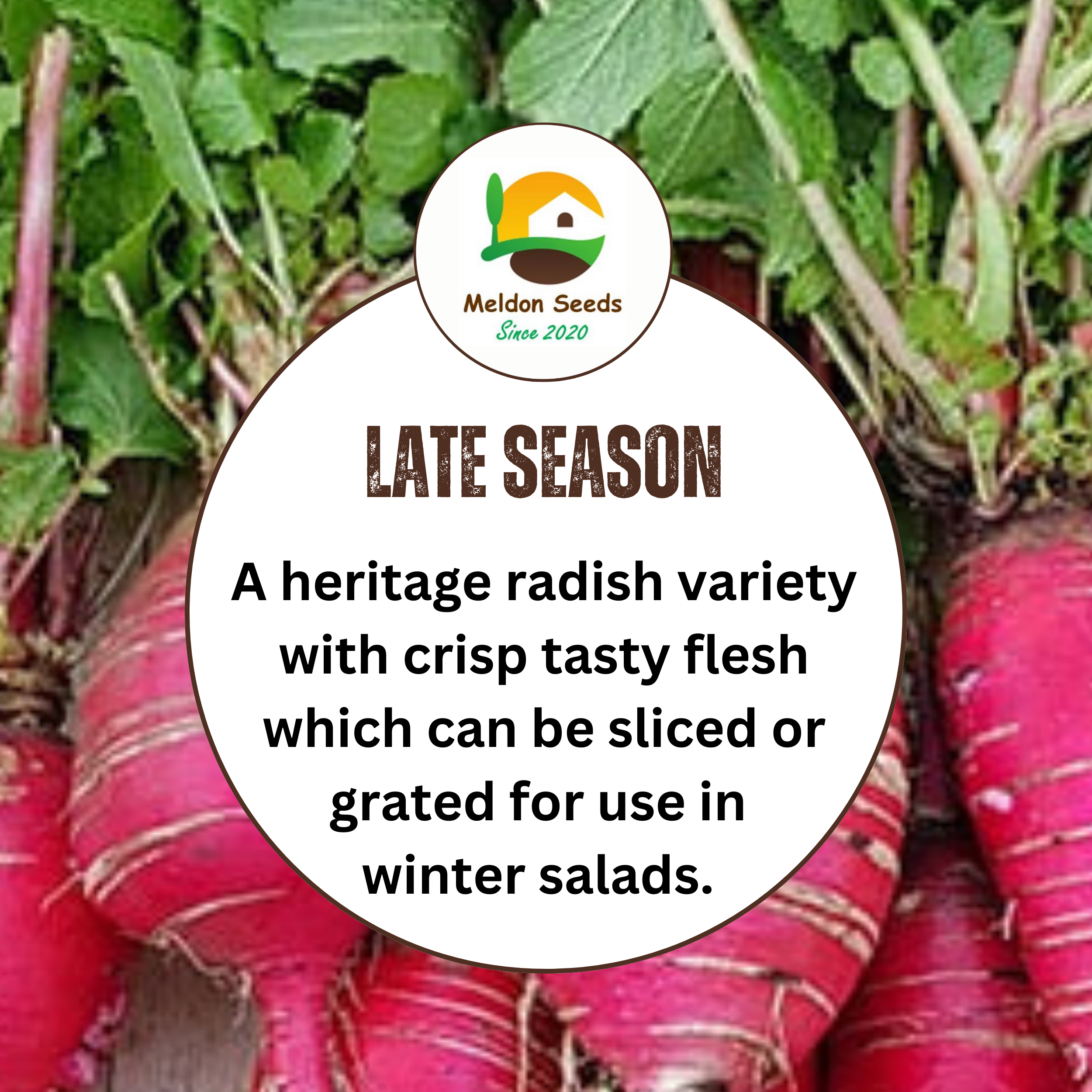 Winter Radish Seeds China Rose – 400 Fresh Radish Seeds Grow Indoors Outdoors UK