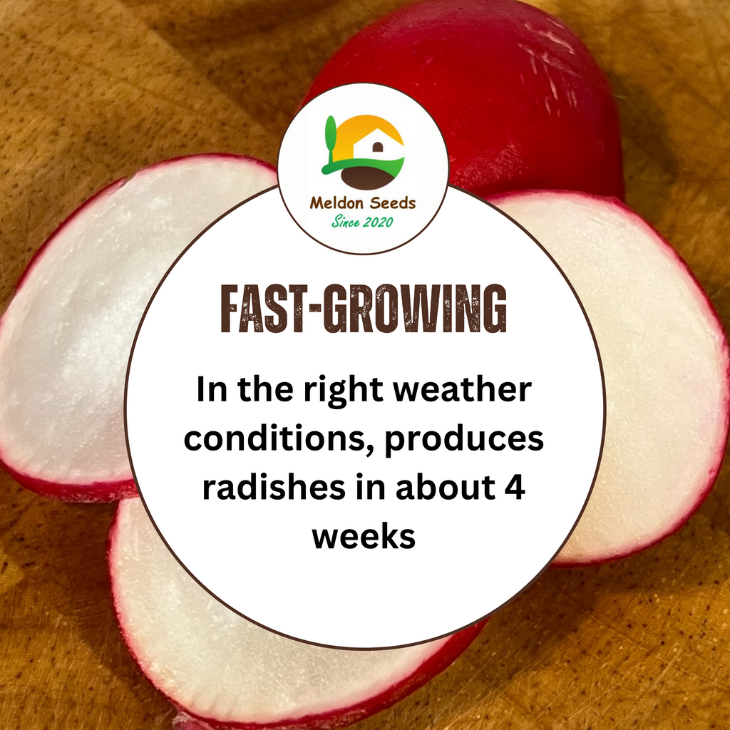 Radish Rainbow Mix 500 Seeds