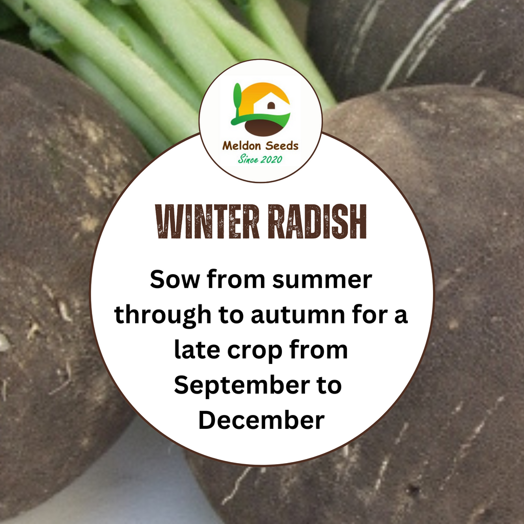 Radish Black Spanish Round 500 Seeds