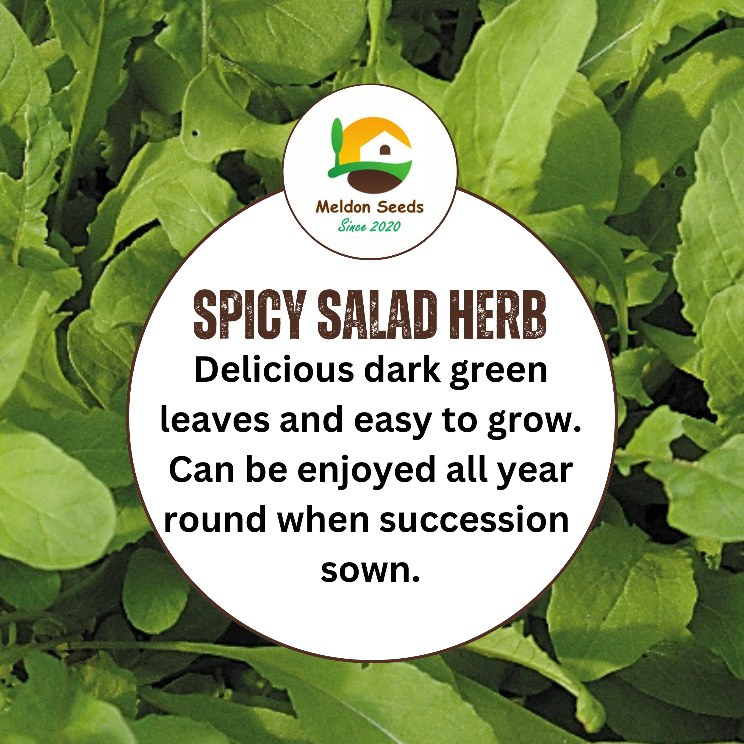 Rocket Salad 1000 Seeds