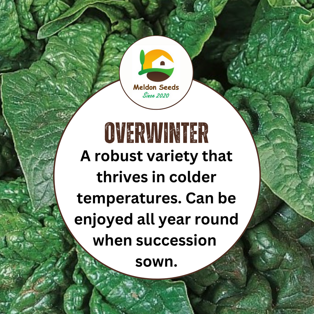 Giant Winter Spinach 150 Seeds