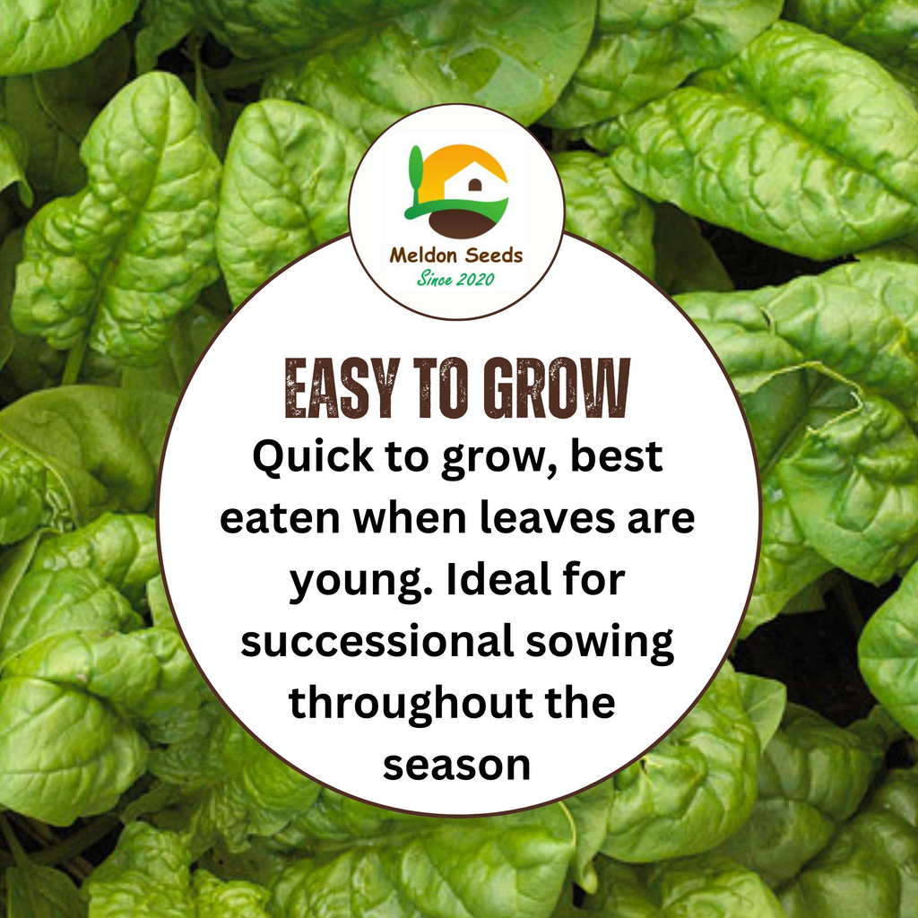 Spinach Medania 150 Seeds