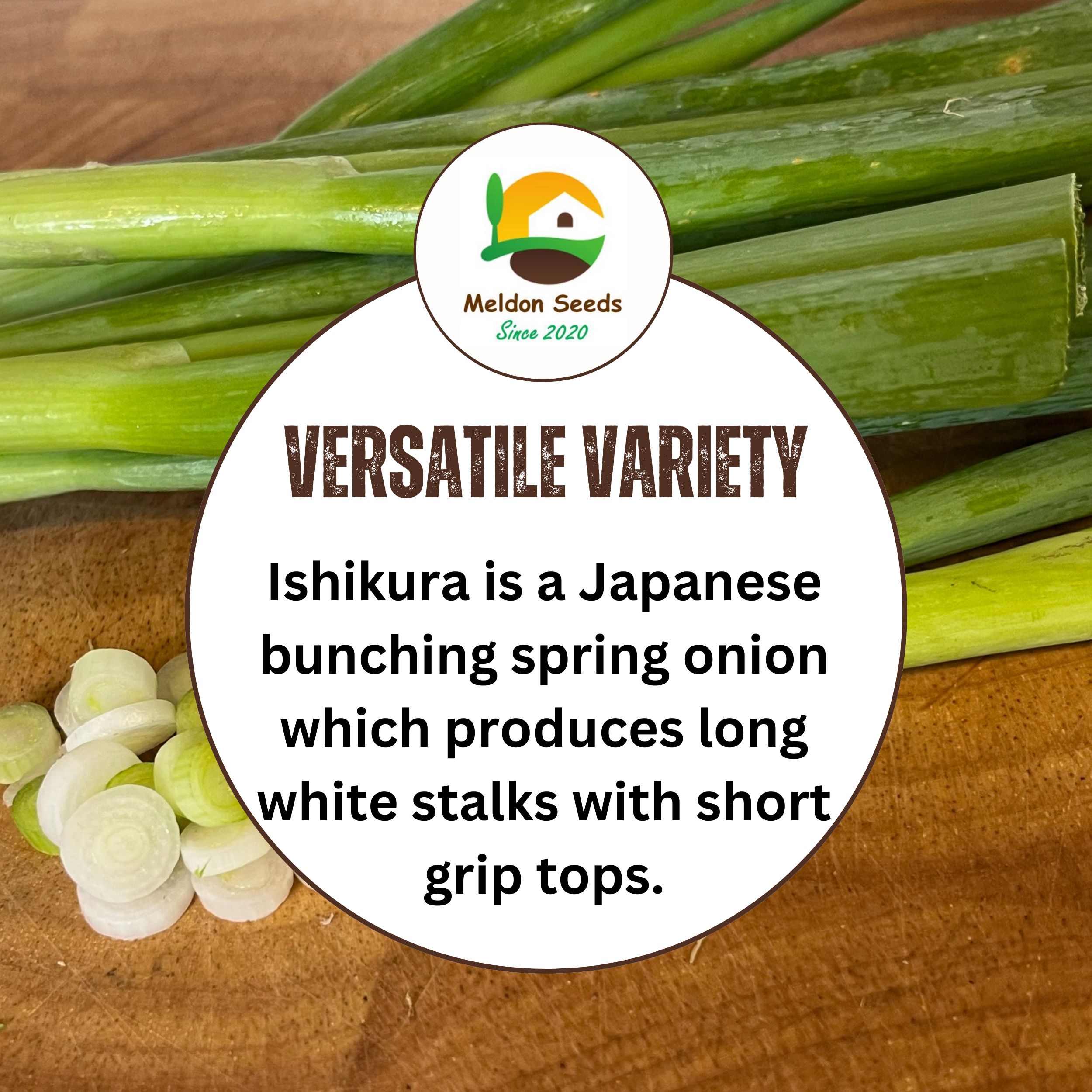 Spring Onion Long White Ishikura 500 Seeds