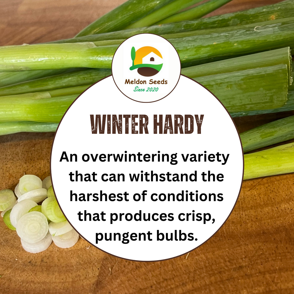 Spring Onion White Lisbon Winter Hardy 500 Seeds