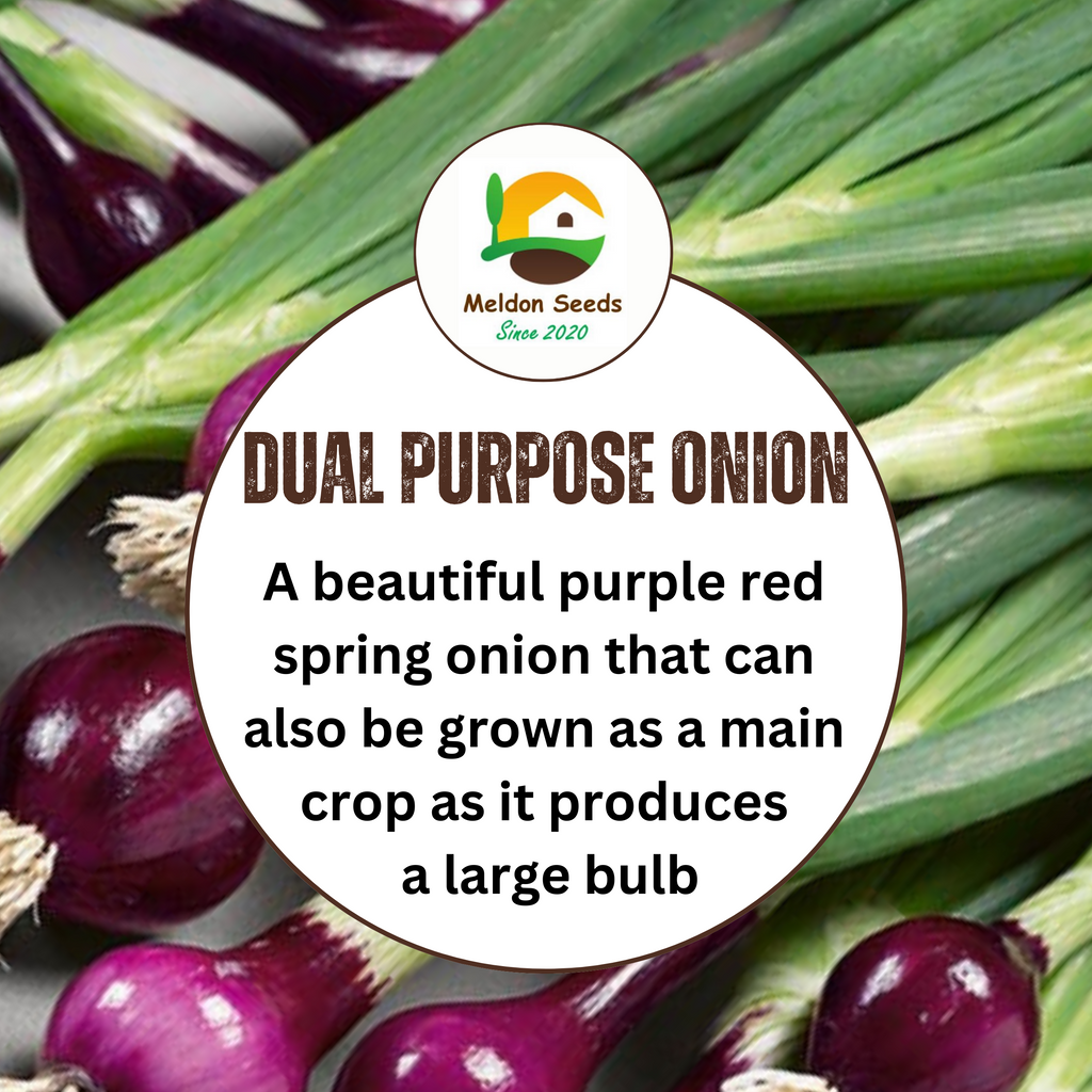 Red Spring Onion Lilia Purple Seeds x 250