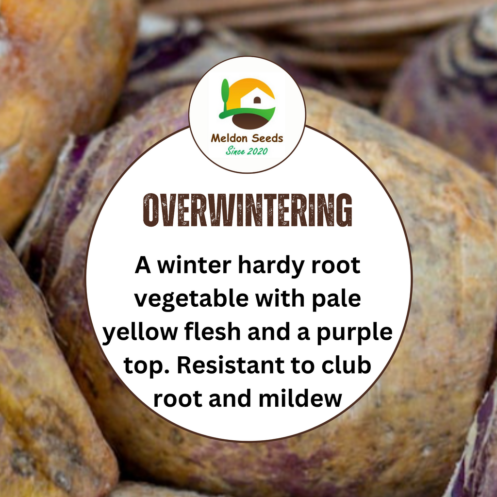 Swede Marian 250 Seeds