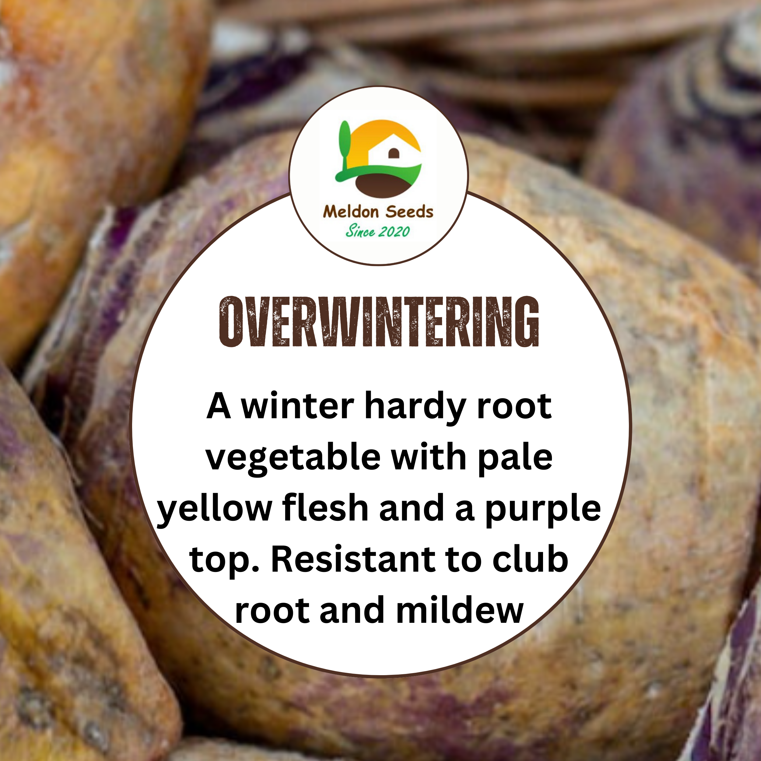 Swede Marian 250 Seeds