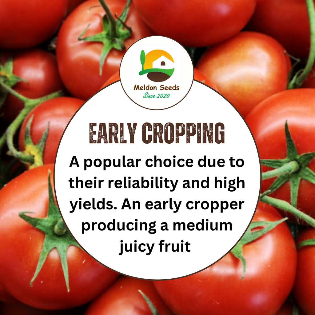 Tomato Alicante 30 Seeds