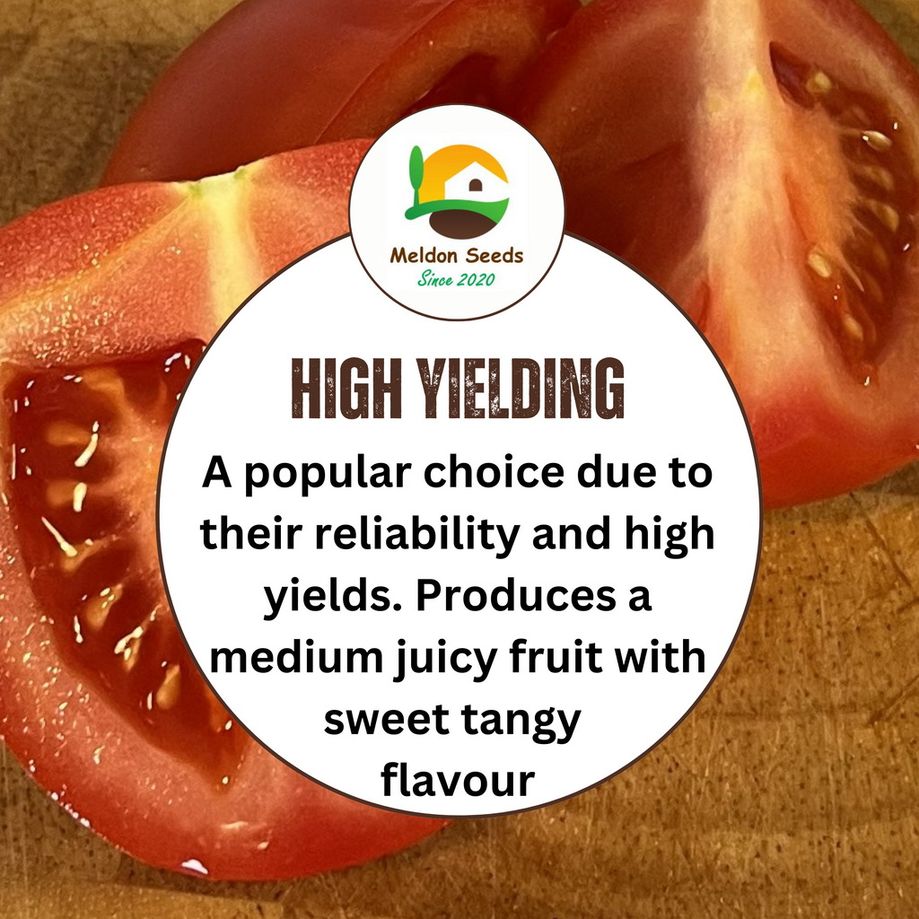 Tomato Moneymaker 18 Seeds by Meldon Seeds