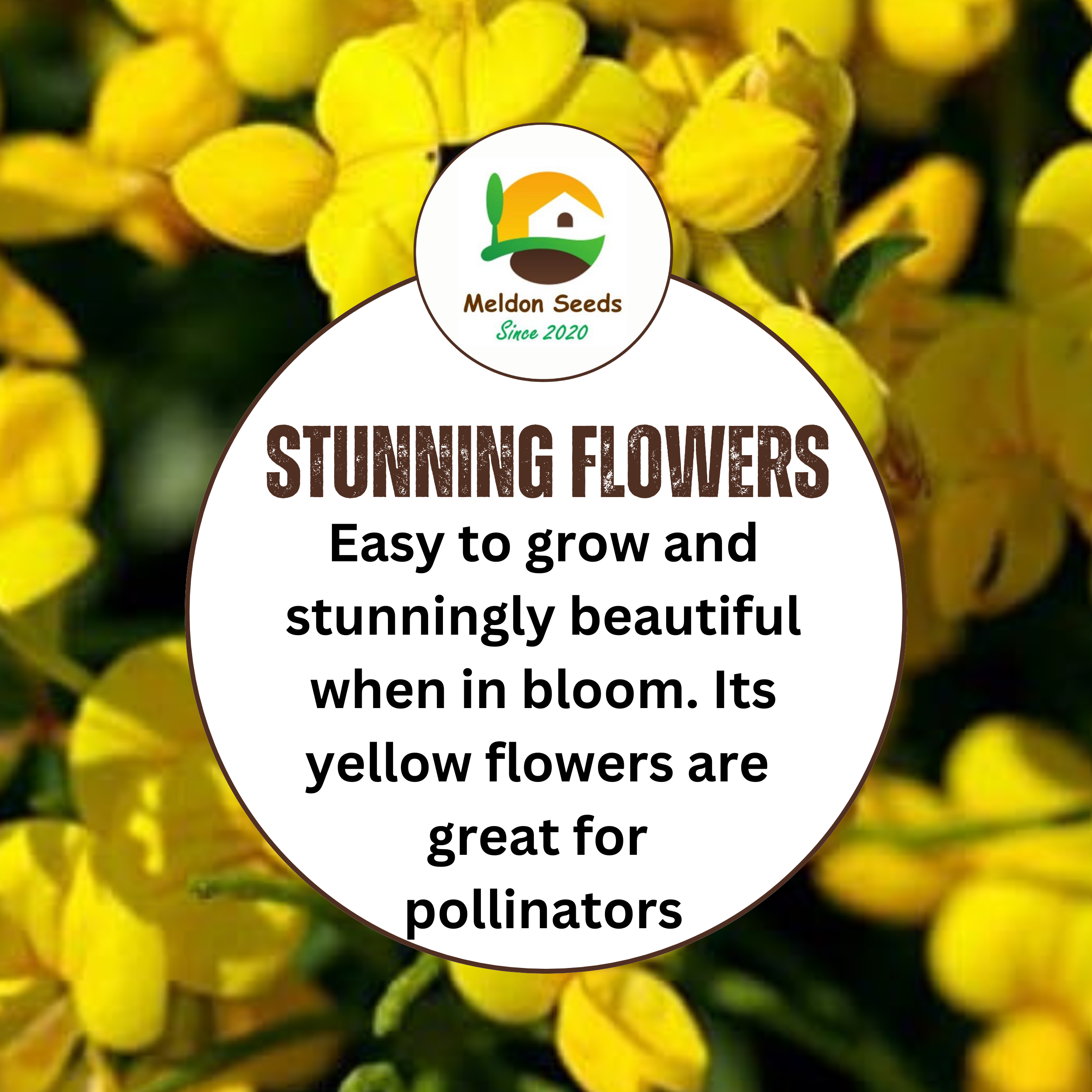 Birdsfoot Trefoil Seeds - 300 Native UK Wild Flower Seeds for Attracting Birds, Bees, Wildlife, Pollinators, Suitable for Planting and Growing Outdoors in Meadows, Fields and Gardens by Meldon Seeds