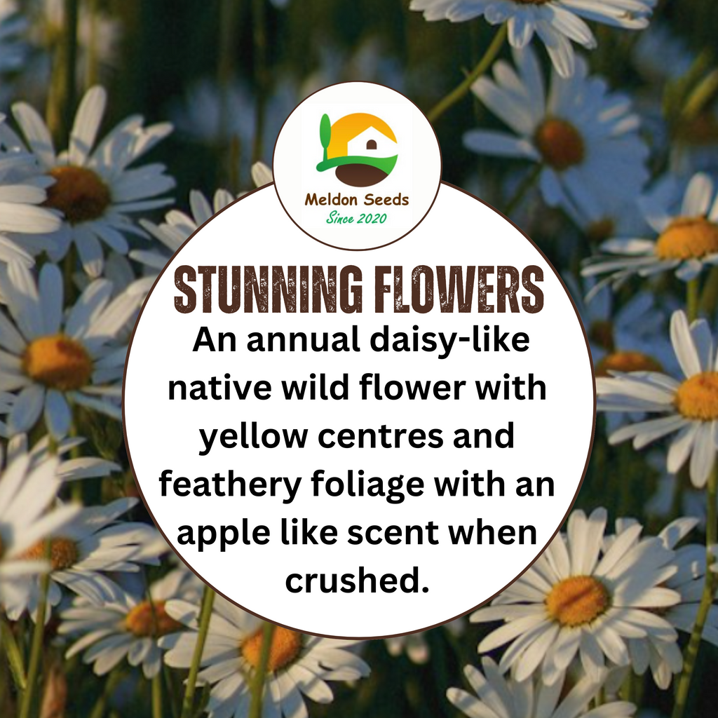 Wild Chamomile Seeds - 1000 Native UK Wild Flower Seeds for Attracting Birds, Bees, Wildlife, Pollinators, Suitable for Planting and Growing Outdoors in Meadows, Fields, Gardens and Borders - Packed in The UK by Meldon Seeds