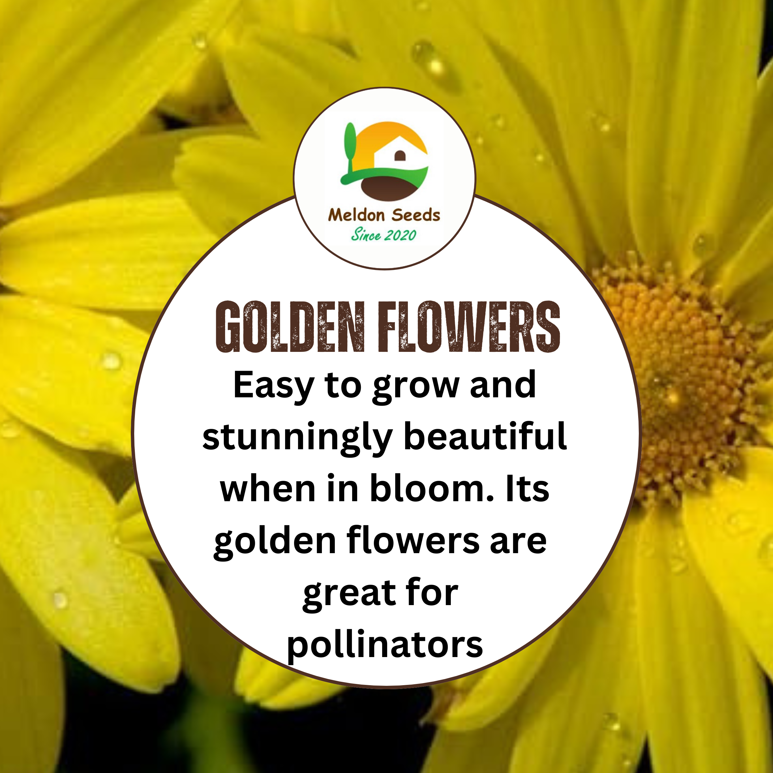 Corn Marigold Seeds - 200 Native UK Wild Flower Seeds for Attracting Birds, Bees, Wildlife, Pollinators, Suitable for Planting and Growing Outdoors in Meadows, Fields and Gardens by Meldon Seeds