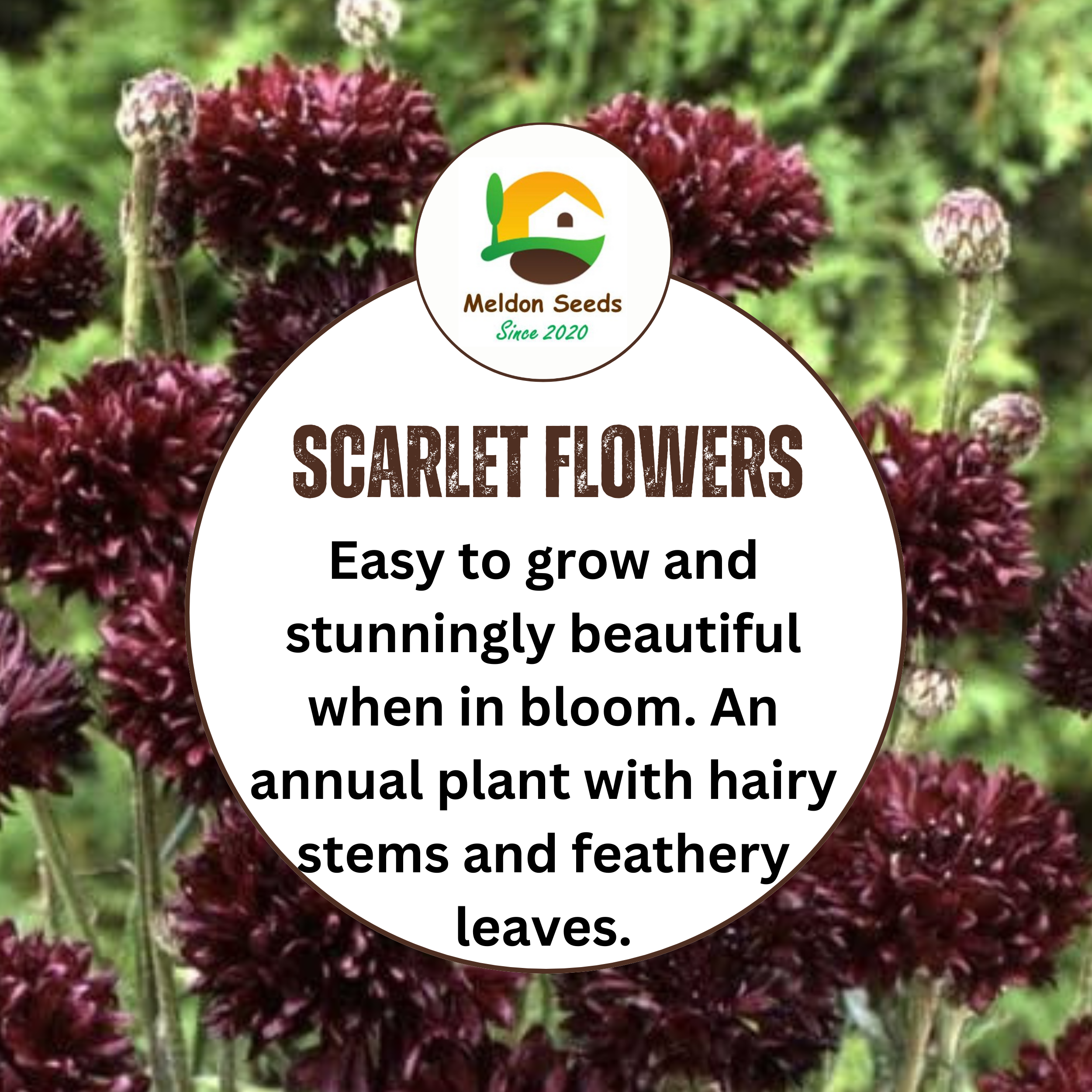 Cornflower Black Ball Seeds - 200 Native UK Wild Flower Seeds for Attracting Birds, Bees, Wildlife, Pollinators, Suitable for Planting and Growing Outdoors in Meadows, Fields, Gardens and Borders