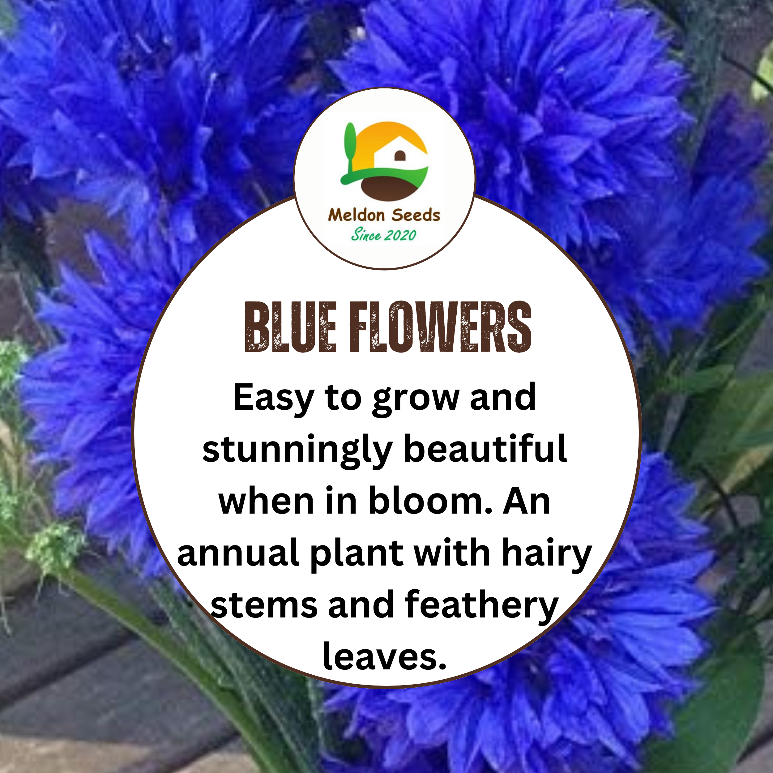 Cornflower Blue Ball Seeds - 200 Native UK Wild Flower Seeds for Attracting Birds, Bees, Wildlife, Pollinators, Suitable for Planting and Growing Outdoors in Meadows Fields and Gardens by Meldon Seeds