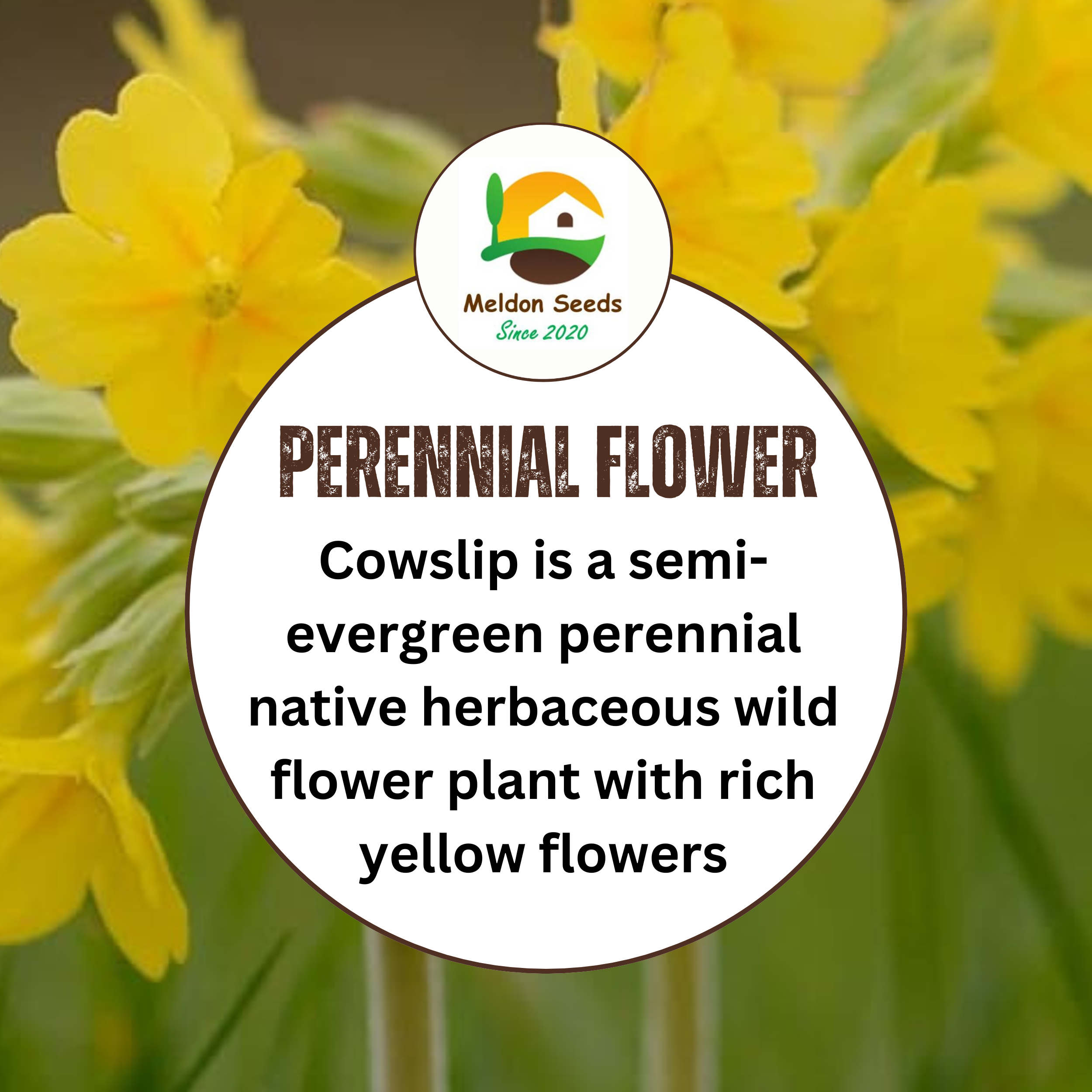 Cowslip Seeds - 100 Native UK Wild Flower Seeds for Attracting Birds, Bees, Wildlife, Pollinators, Suitable for Planting and Growing Outdoors in Meadows, Fields, Gardens and Borders by Meldon Seeds