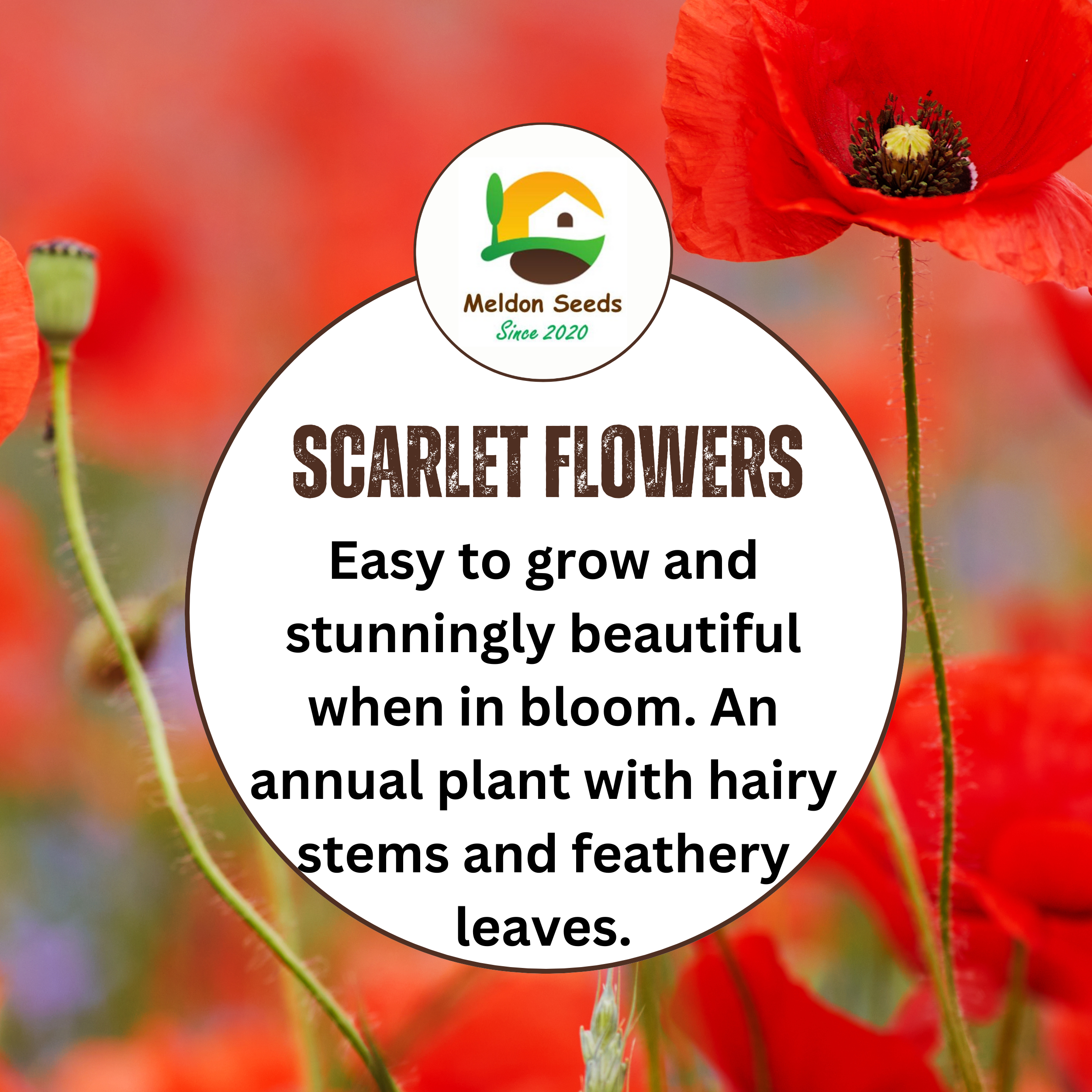 Red Field Poppy Seeds - 2000 Native UK Wild Flower Seeds for Attracting Bees, Pollinators, Also known as Flanders Poppy, Suitable for Planting and Growing Outdoors in Meadows, Fields, Gardens and Borders