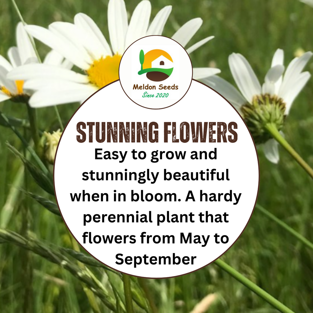 Ox-Eye Daisy Seeds - 1000 Native UK Wild Flower Seeds for Attracting Birds, Bees, Wildlife, Pollinators, Suitable for Planting and Growing Outdoors in Meadows, Fields, Gardens and Borders - Packed in The UK by Meldon Seeds