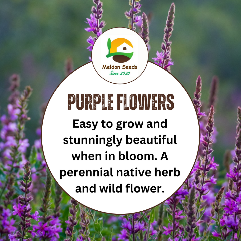 Purple Loosestrife Seeds - 1000 Native UK Wild Flower Seeds for Attracting Birds, Bees, Wildlife, Pollinators, Suitable for Planting and Growing Outdoors in Meadows, Fields, Gardens and Borders - Packed in The UK by Meldon Seeds