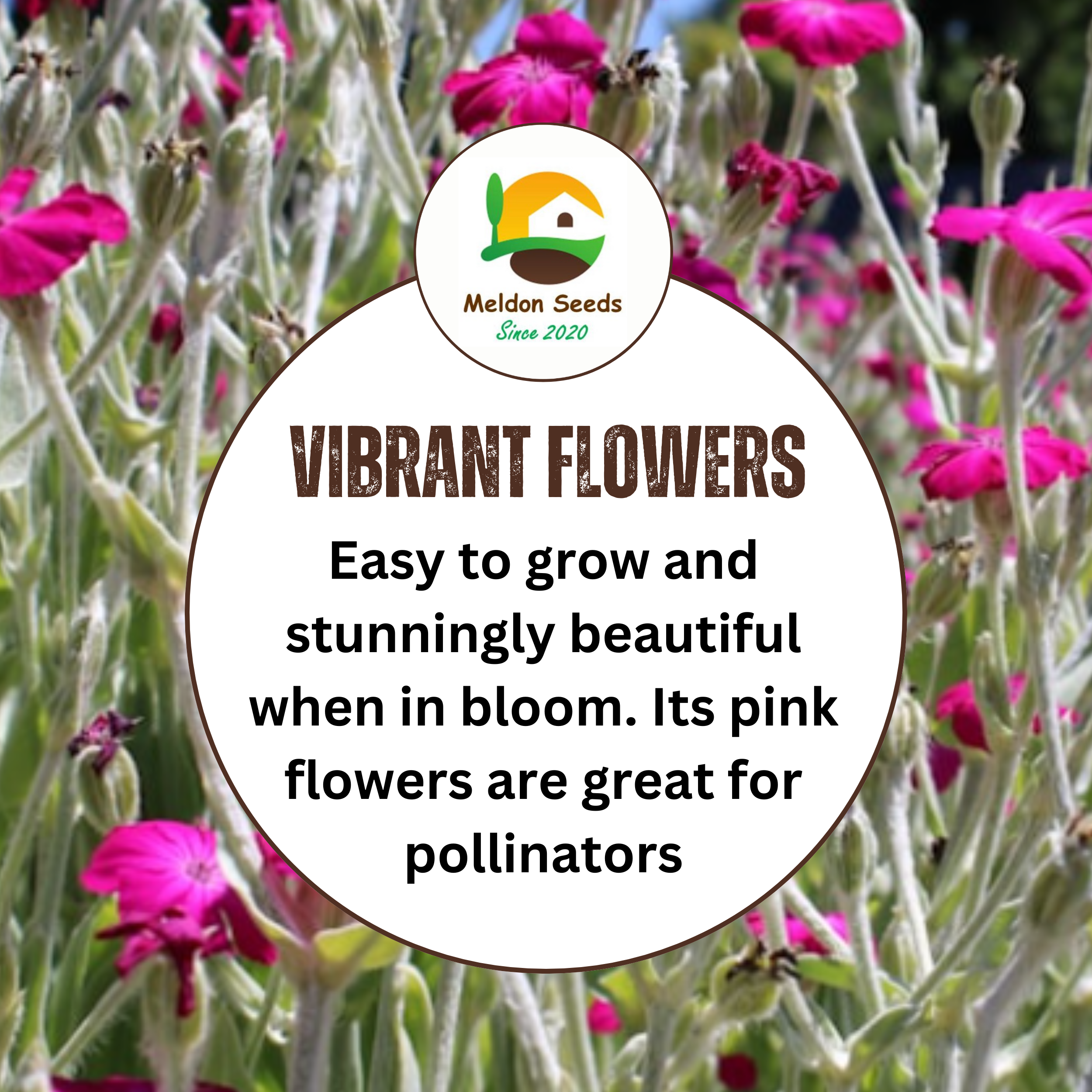 Red Campion Seeds - 200 Native UK Wild Flower Seeds for Attracting Birds, Bees, Wildlife, Pollinators, Suitable for Planting and Growing Outdoors in Meadows, Fields, and Gardens by Meldon Seeds