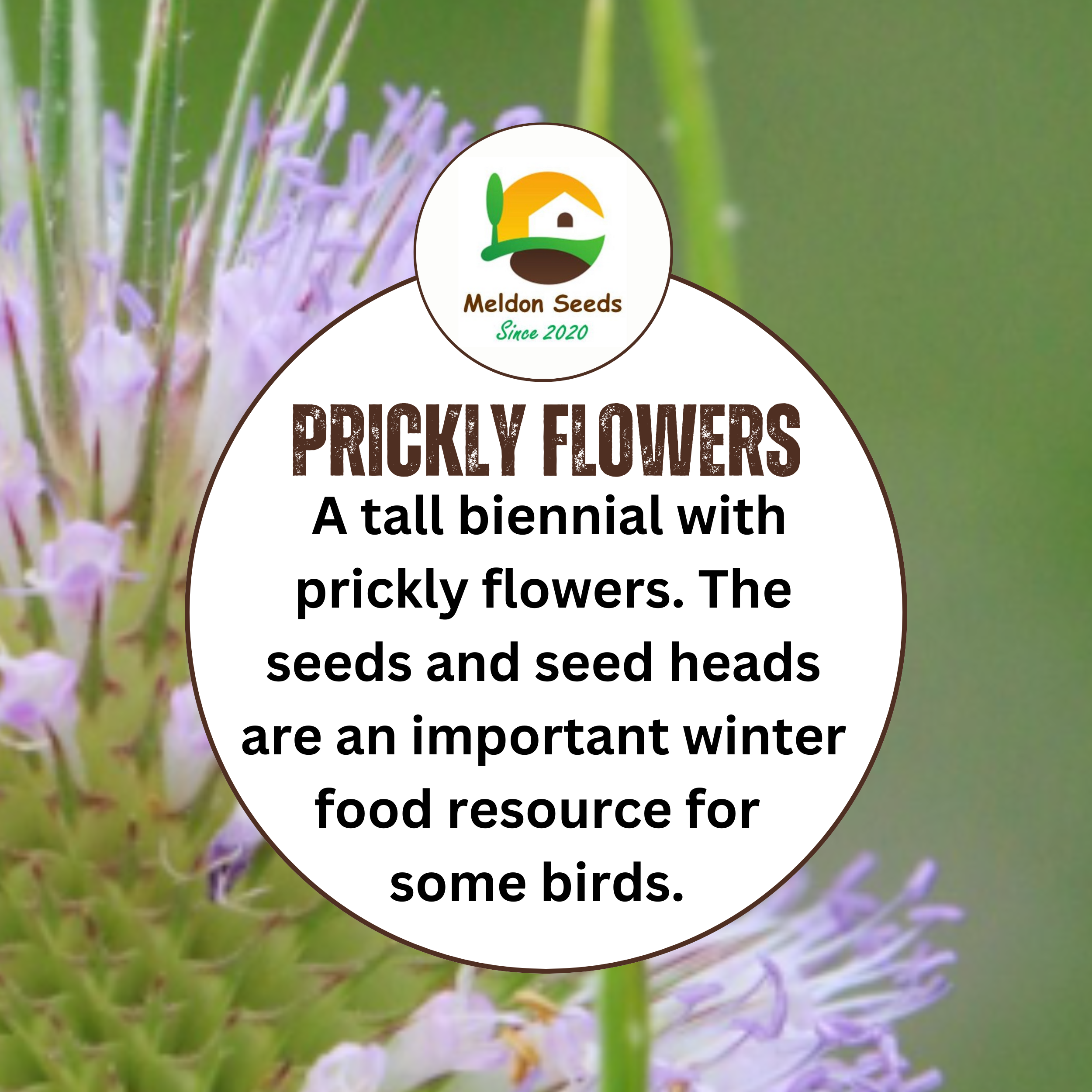 Teasel Seeds - 80 Native UK Wild Flower Seeds for Attracting Birds, Bees, Wildlife, Pollinators, Suitable for Planting and Growing Outdoors in Meadows, Fields, Gardens and Borders by Meldon Seeds