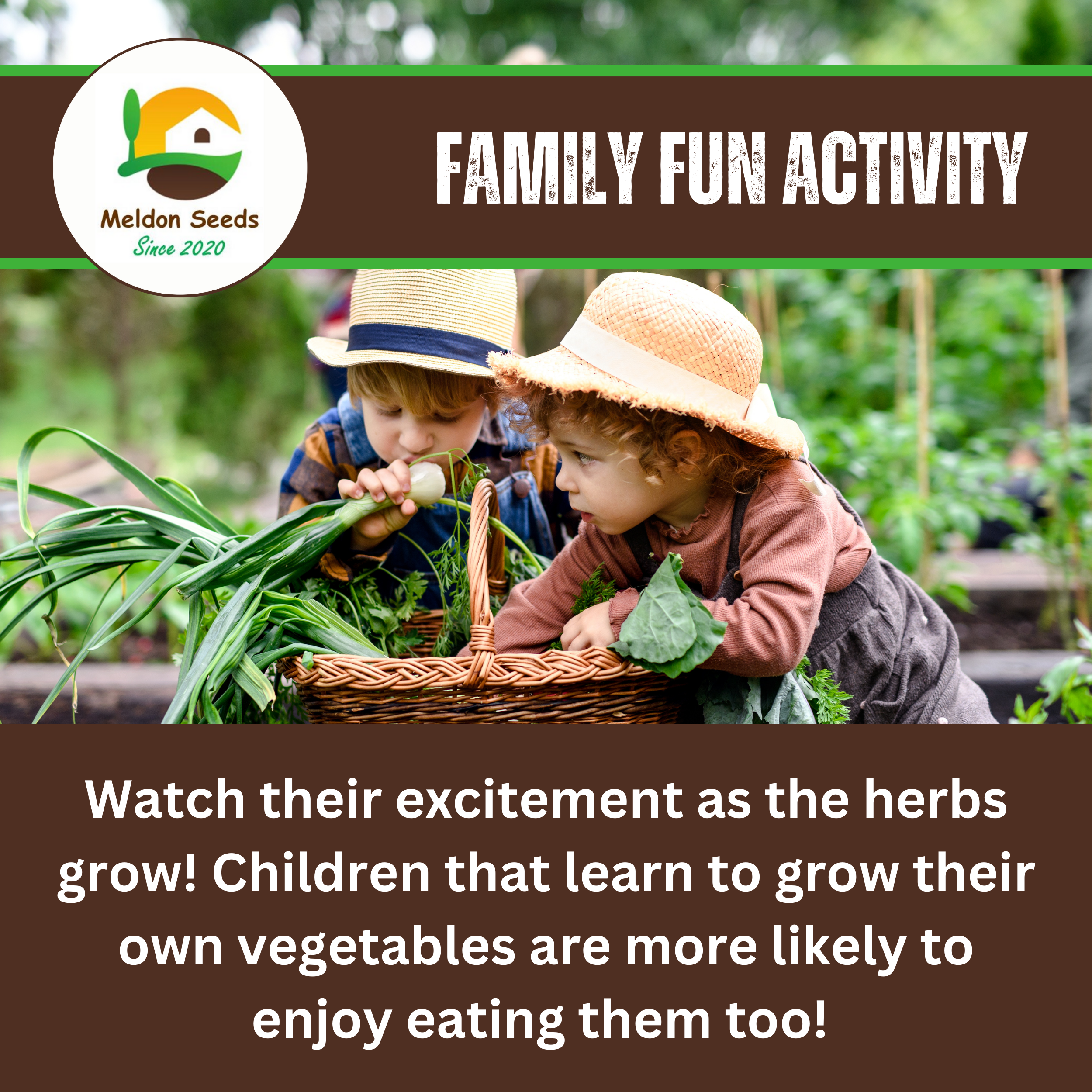 Cress Plain 2000 Seeds