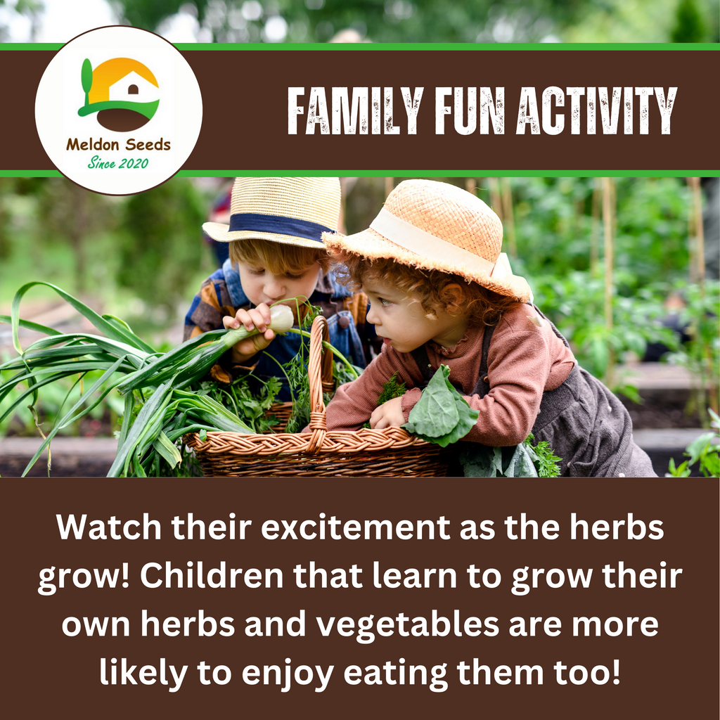 Basil Classic Italian 500 Seeds