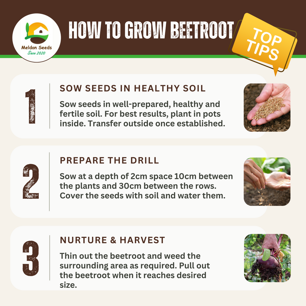 Beetroot Seeds - 200 Bona Beetroot Seeds – Plant and Grow Your Own Vegetables for Gardens, Pots & Allotments – Suitable for Indoor & Outdoor Planting – Packed in The UK by Meldon Seeds