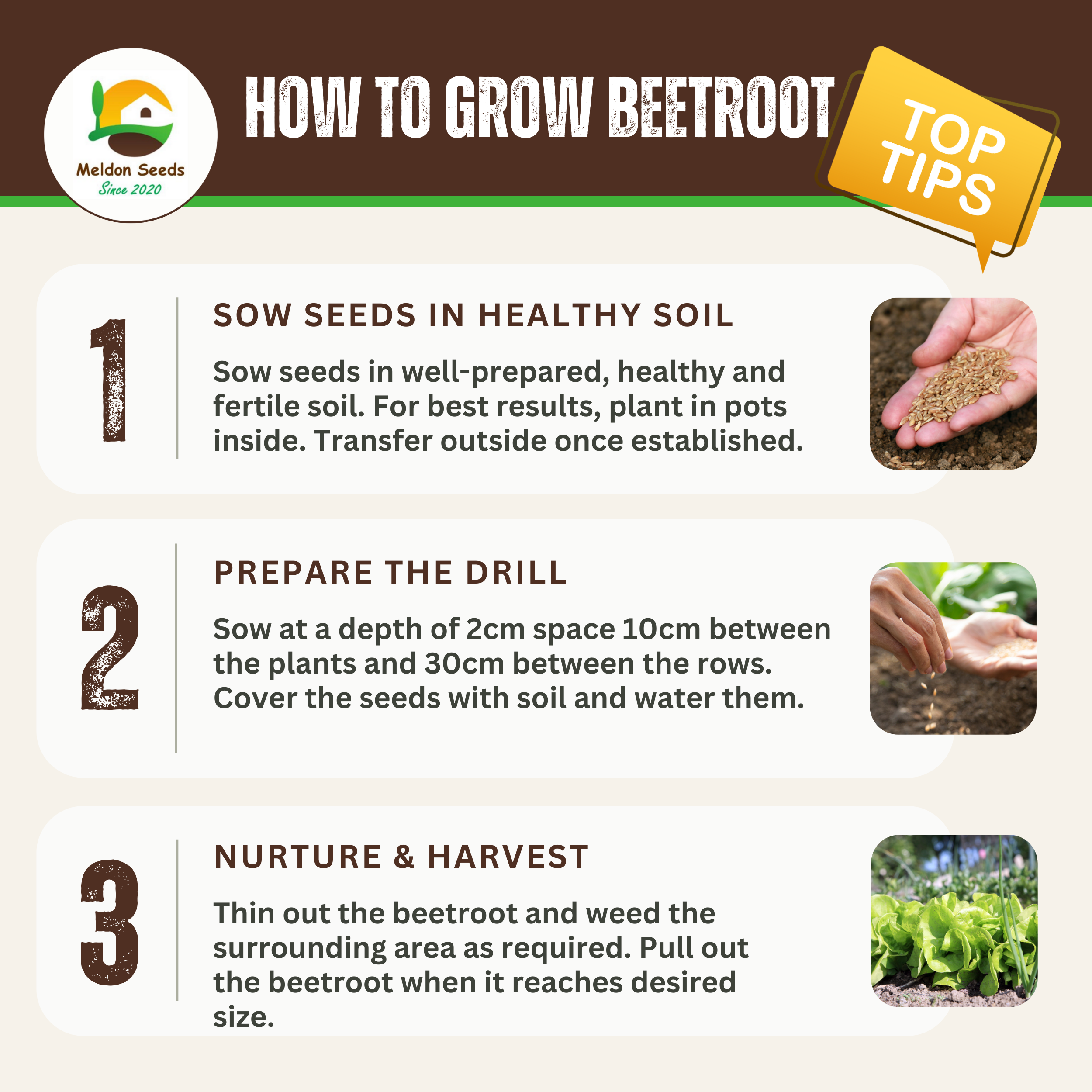 Beetroot Detroit 2 Crimson Globe 200 Seeds