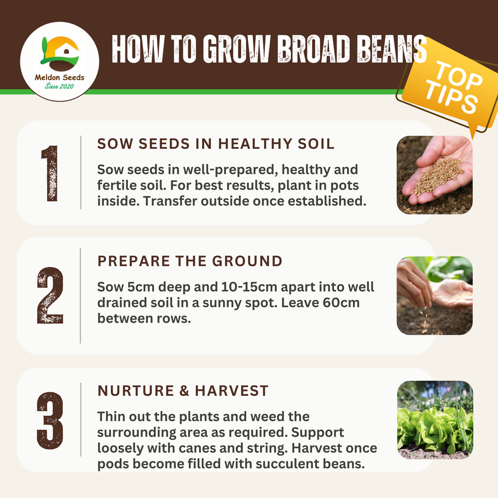 Broad Bean Aquadulce Claudia 45 Seeds