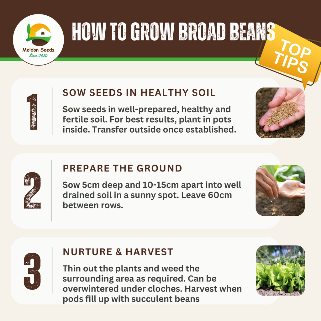 Broad Bean Sutton Dwarf 45 Seeds