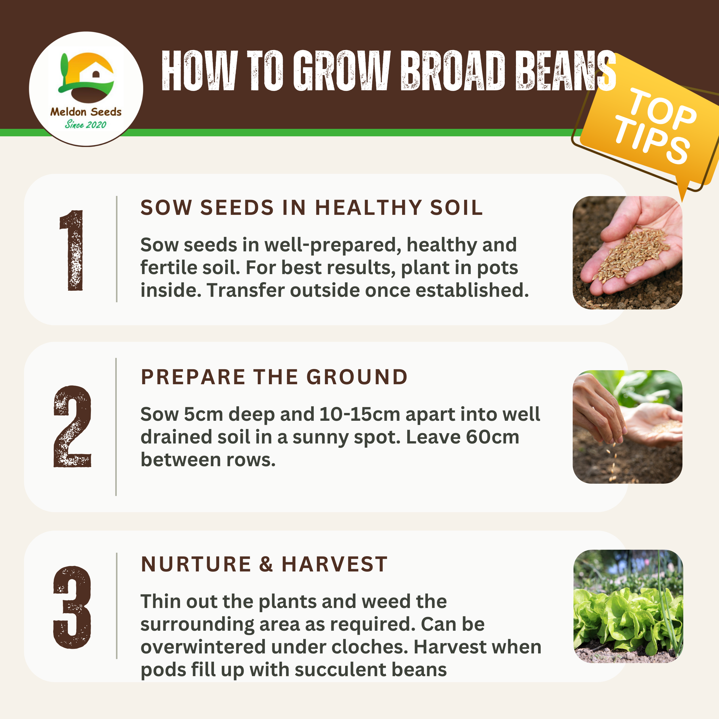 Broad Bean Sutton Dwarf 45 Seeds