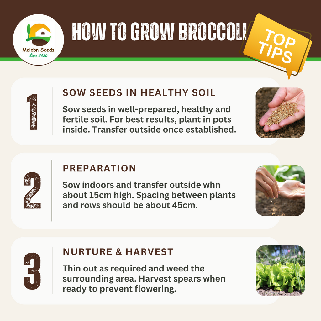 Broccoli Green Sprouting 200 Seeds