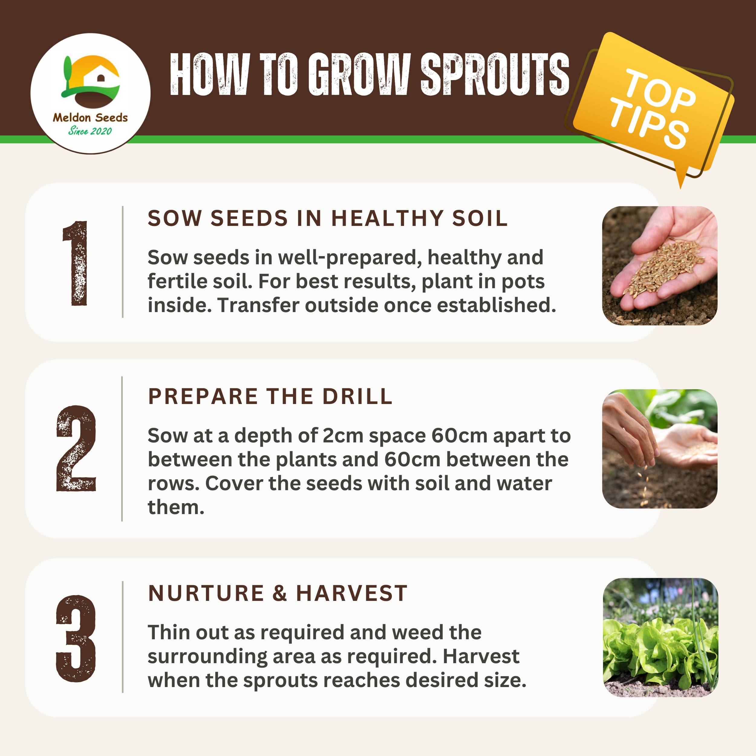 Brussels Sprout Evesham Special 450 Seeds