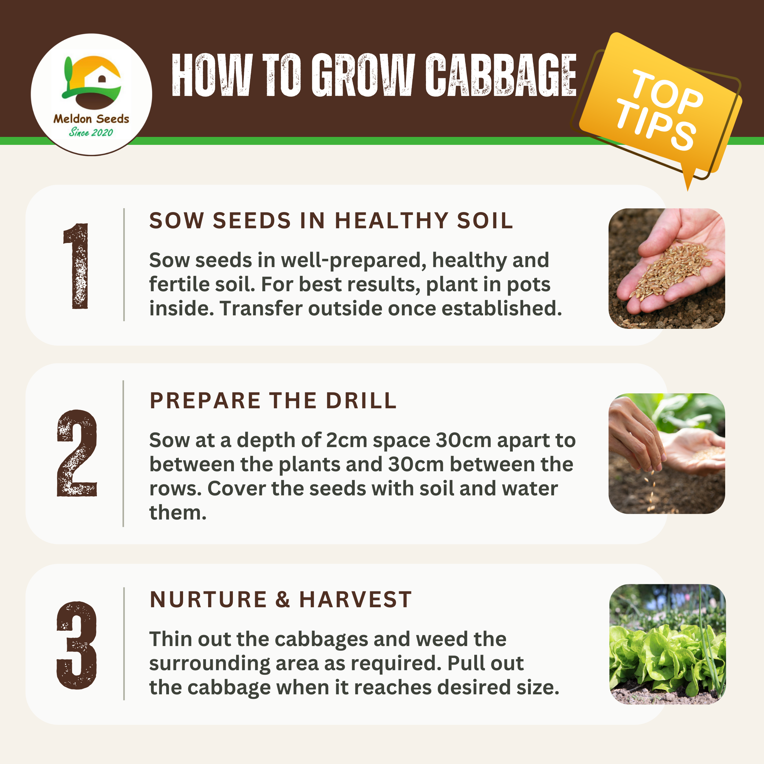 Cabbage Greyhound 500 Seeds