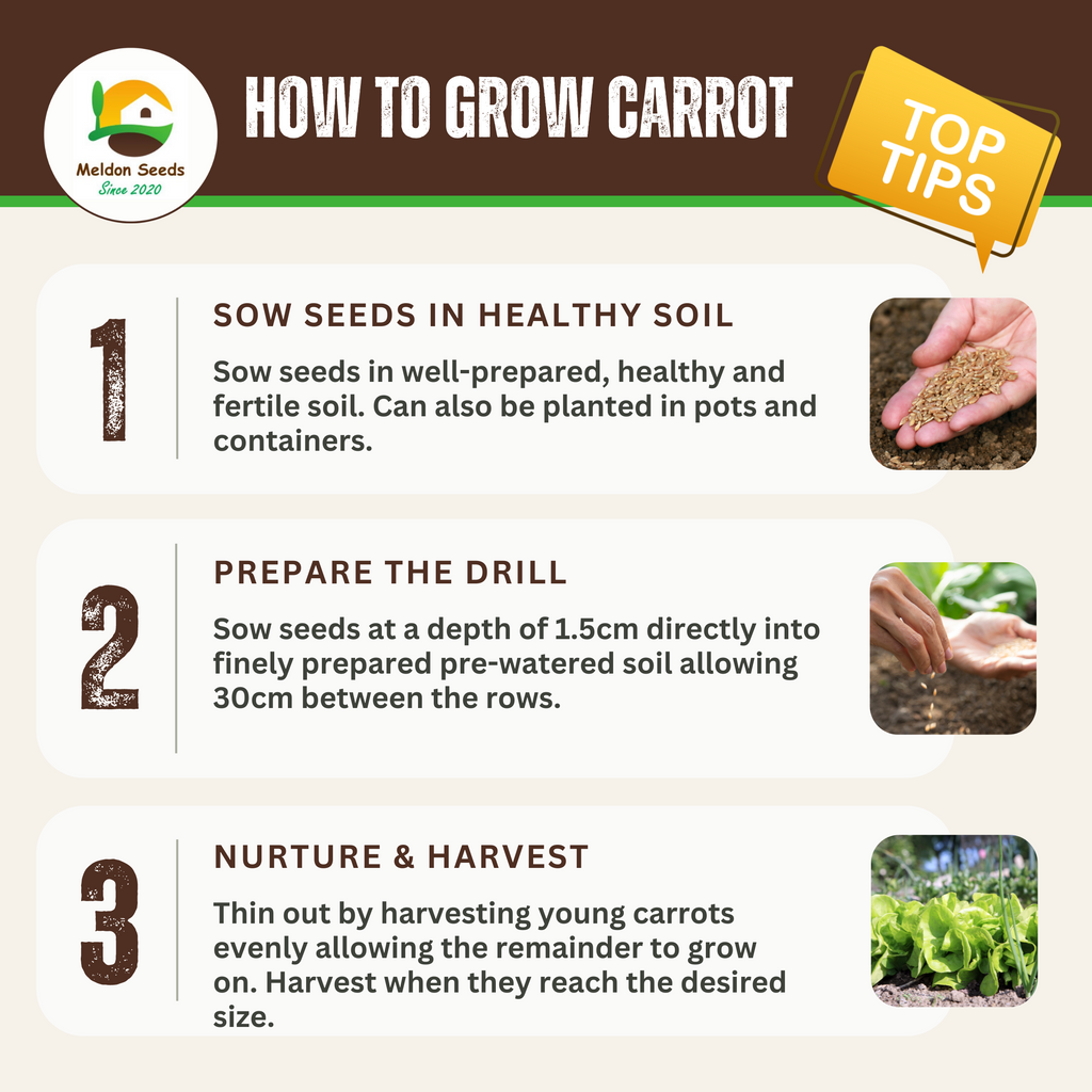 Carrot Chantenay Red Cored 1000 Seeds