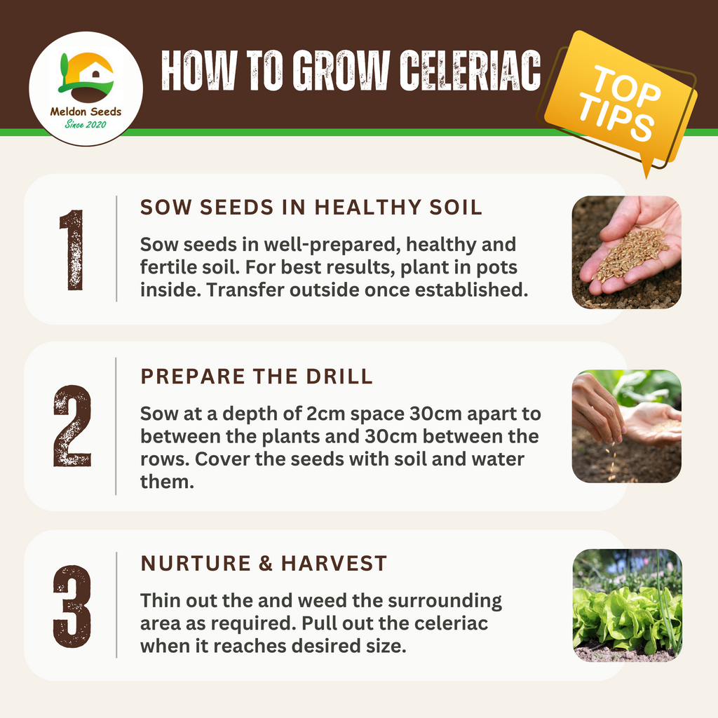 Celeriac Giant Prague 500 Seeds