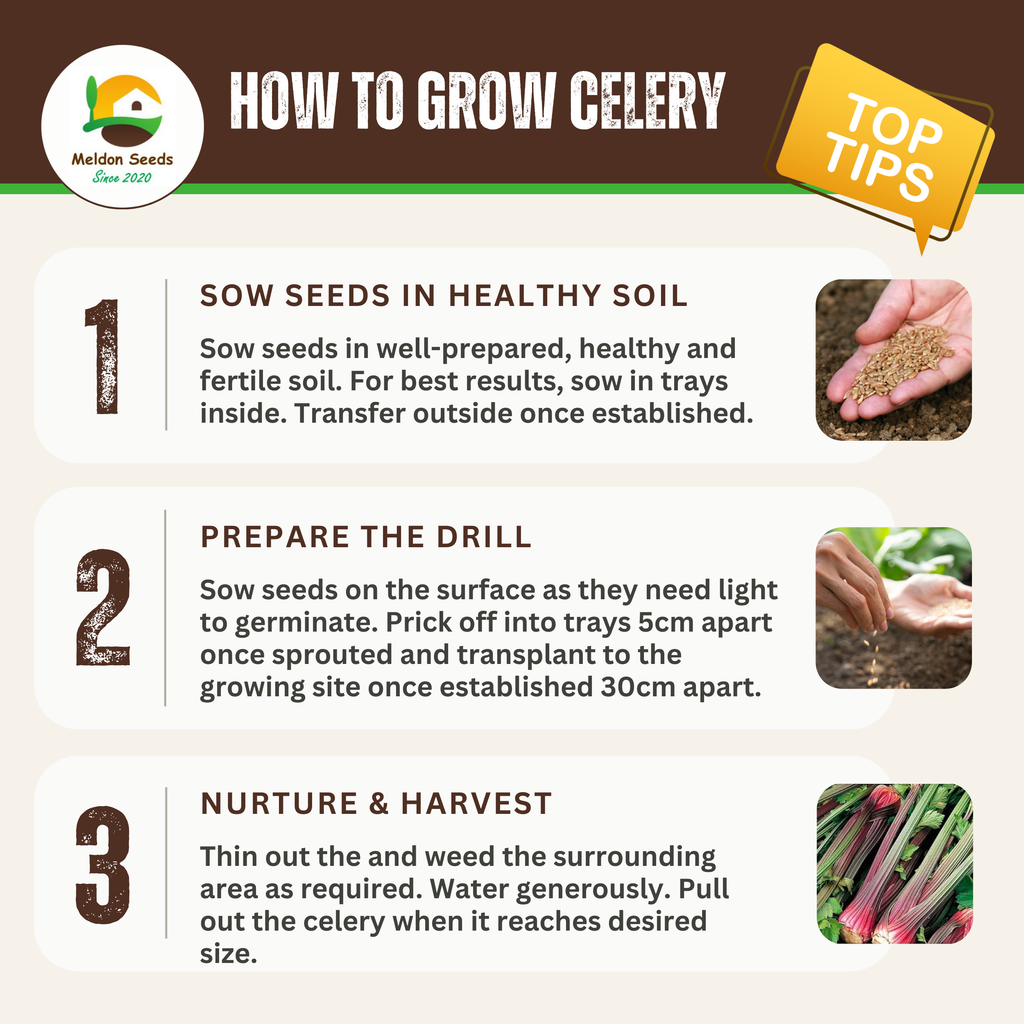 Celery Seeds Red Giant 200 Fresh Celery Seeds for Planting and Growing UK