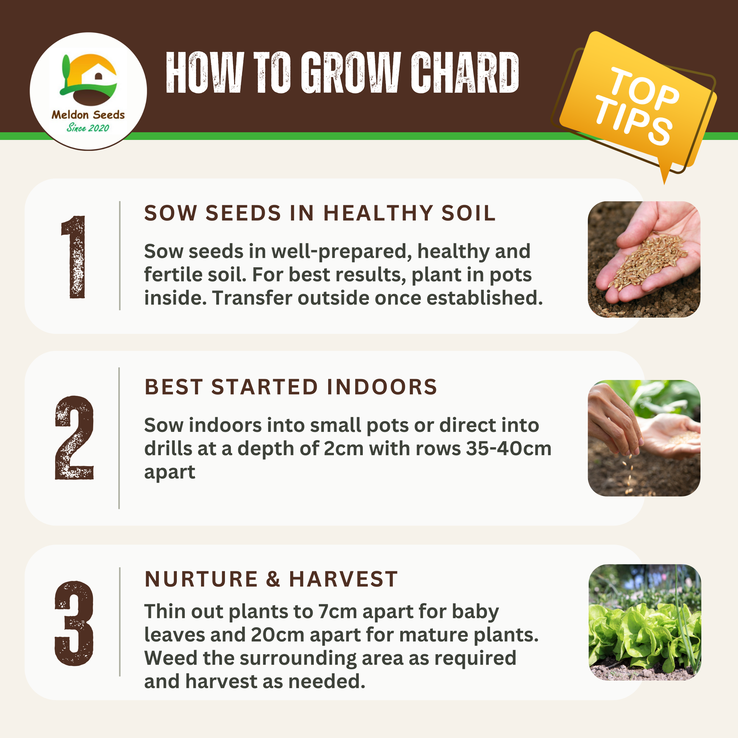 Beet Leaf Rainbow Chard Beet Leaf 140 Seeds