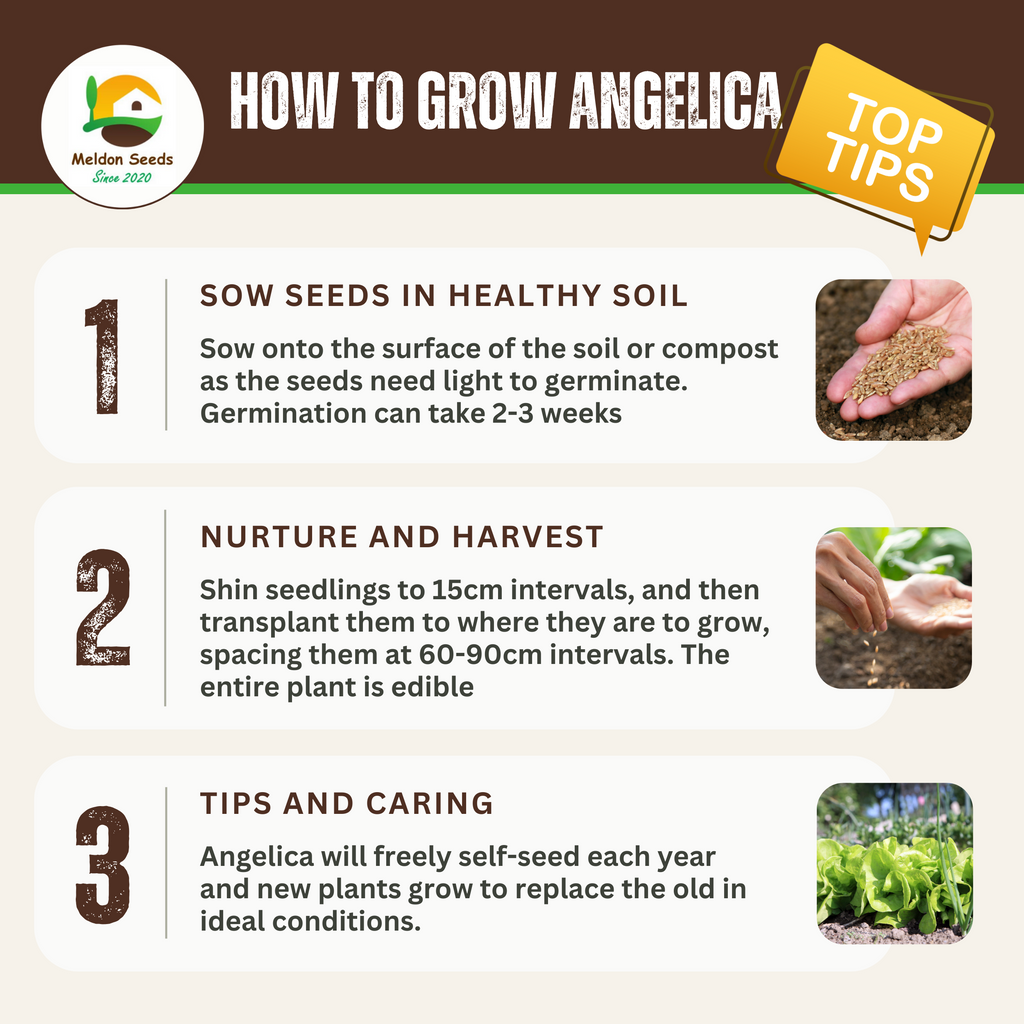 Angelica 100 Seeds